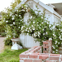 Climbing Rose in 2 Litre Pot - Golden, Pink, Red, White and Orange - Excellent Rose for Walls, Pillars Trellises and Arches (White)