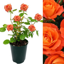 Rose Bush Super Trouper - Floribunda Orange Rose Bush for The Garden in a 3 Litre Pot (3 Plants)