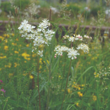 Filipendula ulmaria Meadowsweet ? Hardy Perennial, Cream Fluffy Flowers, Ideal for Damp Soil, Bog Gardens, Pond Edges and Wildlife-Friendly Gardens -