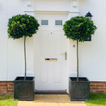 Laurus nobilis Bay Tree Standard ? Evergreen Topiary for Pots & Gardens | Culinary Herb | Hardy Outdoor Plant | Aromatic Foliage for Doorways & Patios