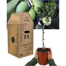 Standard Olive Tree ? Live Olea Europaea with Silver-Green Foliage. Large, Outdoor Garden Ready Patio Plant. Supplied in Well Rooted 3L Pot. Hardy