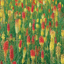 Kniphofia Plug Plants. 'Flamenco'. Red Hot Poker. Orange & Yellow Flowers. Medium Plug Plant x 4. Available from Bedwen Plants.
