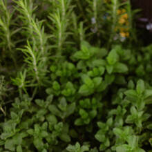 Carbeth Plants Thyme & Rosemary Herb Plant Bundle in 14cm Pots - Hardy Aromatic Culinary Herbs for Cooking, Outdoor Containers & Kitchen Gardens -