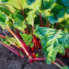 Carbeth Plants Rhubarb Crowns Bundle ? 2 x Champagne & 2 x Victoria Varieties ? Productive, Hardy Perennial Crops
