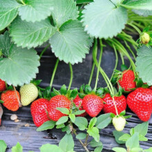 Carbeth Plants Strawberry Bare Root Bundle ? 12 x Buddy & 12 x Cambridge Favourite Varieties - Grow Your Own Sweet, Summer Fruit Plants