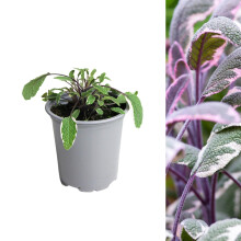 Carbeth Plants - 1 x Sage Tricolour Herb Plant in 9cm Pot - Aromatic Easy to Grow Variegated Salvia Officinalis Tricolor - Fresh Edible Garden Ready