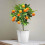 Mini Orange Tree 25cm - 1 Tree 1
