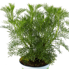 Wormwood Plants Ready for The Garden. 'Cola'. Southernwood. Aromatic Perennial herb with Medicinal Properties. Yellow Flowers. Medium Plug Plants x 4.