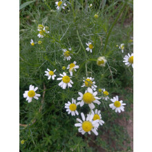 Chamomile (Chamaemelum nobile) 9cm Potted Plant