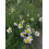 Chamomile (Chamaemelum nobile) 9cm Potted Plant 1