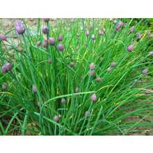 Chives (Allium schoenoprasum) 9cm Potted Plant