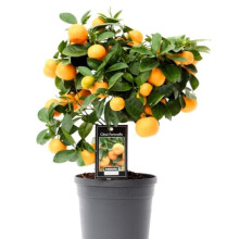 Citrus Tree Calamondin | Calamansi Plant | | Height 45 cm | Pot 15 cm | Potted Citrus Plant