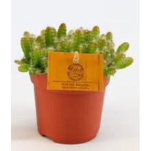 Hylocereus undatus - Dragon Fruit Tree Plant in 12 cm Pot