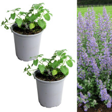 Carbeth Plants - Catmint Herb Plant in 9cm Pot - Garden Ready Evergreen Nepeta Herbaceous Perennial Shrub - Aromatic Easy to Grow Outdoor Plant -