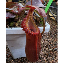 Hand-crafted Premium Carnivorous Plant Soil repotting mix Mix - Ideal for venus fly traps, pichers and other insect eating Plants - Available in 1L,