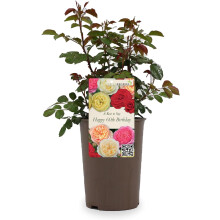 Beautiful Peach Orange Gift Rose - " To Say Happy 60th Birthday" - Gift Wrap Included | Modern Garden Hybrid Bush Rose - 3L Potted Floral Flowers