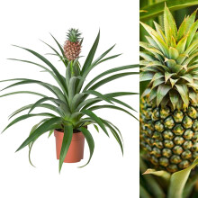 Pineapple Plant - Large Edible Ananas Champaca in a 14cm Pot - Bromelia Already in Fruit - Indoor Plant 45/55 cm Tall (2 Plants)