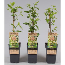 Mulberry Bush Morus Alba - Variety Giant Fruit - Mulberry Tree - in 15cm Pot - 45-50cm Height - Tasty Berries - Fruit Tree