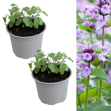 Carbeth Plants - 2 x Catmint Herb Plant in 13cm Pots - Evergreen Nepeta Herbaceous Perennial Garden Ready Shrub - Aromatic Easy to Grow Outdoor Plant