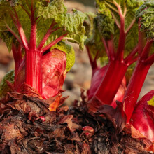 Carbeth Plants - Rhubarb Crowns 1 x The Sutton - Rheum Rhabarbarum Perennial Ready to Plant Bare Roots - Tasty Easy to Grow High Yielding Hardy Garden