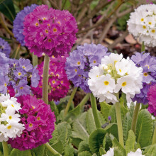 Carbeth Plants Primula Denticulata Mixed Plant 1 x 1L Pot - Colourful Drumstick Primula Herbaceous Perennial - Hardy Spring Flowering Shrub - Ideal