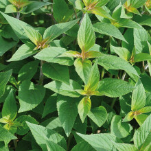 Pineapple Sage Plug Plants. 'Pino'. Aromatic Cooking herb with The Scent of Pineapple. Medium Plug Plants x 4 Available from Bedwen Plants.