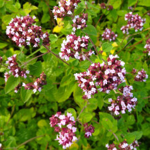 Oregano Seeds ? Fragrant & Easy to Grow ? Culinary Herb for Cooking & Tea ? Fresh Herbs All Year Round ? for Your Kitchen Garden