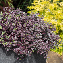 Pittosporum 'Bannow Bay'. 9cm Plant x 2. Compact Evergreen Shrub, Glossy Purple Foliage for Winter Interest. Available from Bedwen Plants