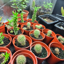 Cactus Succulent Soil - Natural Indoor Potting Compost Mix Enriched with Special Nutrients ? Premium Cactus and Succulent Potting Soil for Healthy