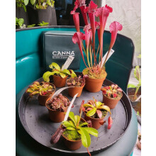 Hand-crafted Premium Carnivorous Plant Soil repotting mix Mix - Ideal for venus fly traps, pichers and other insect eating Plants - Available in 1L,