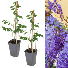 Carbeth Plants - 2 x Chinese Wisteria Sinensis Prolific in 2L Pots - Vigorous Climbing Hardy Shrubs - Aromatic Cascading Blue Violet Flowers - Ideal
