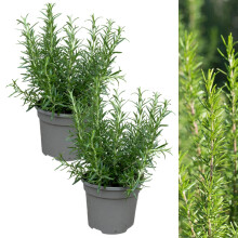 Carbeth Plants - 2 x Rosemary BBQ Herb Plant in 13cm Pot - Fresh Edible Easy to Grow Rosmarinus Officinalis Barbecue - Aromatic Garden Ready Evergreen