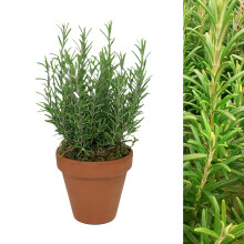 Carbeth Plants - Rosemary Herb Plant Gift in 15cm Terracotta Pot Topped with Moss - Evergreen Herb Garden Allotment Gift Set Indoor Outdoor - Easy to