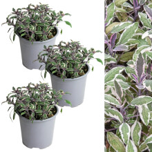 Carbeth Plants - 3 x Sage Tricolour Herb Plant in 14cm Pots - Fresh Edible Easy to Grow Variegated Salvia Officinalis Tricolor - Aromatic Garden Ready