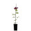 Clematis Westerplatte 1L 2