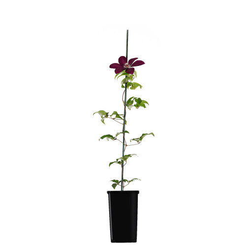 Clematis Westerplatte 1L 1