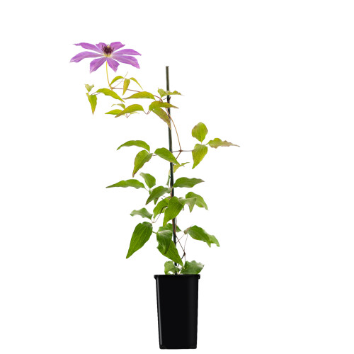 Clematis Baltyk 1L 1