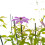 Clematis Baltyk 1L 5
