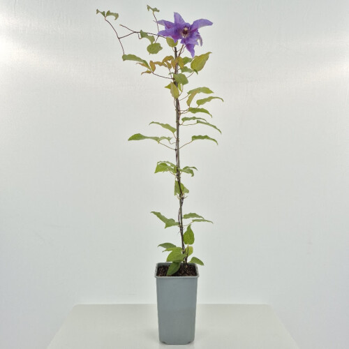 Clematis Kinder von Warschau 1L 1