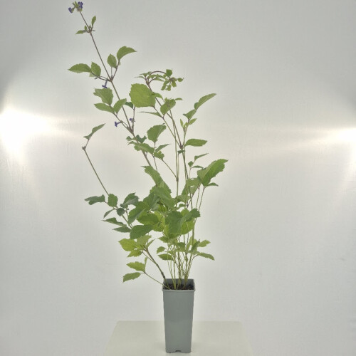 Clematis Cassandra 2L 1