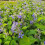 Clematis Cassandra 2L 3