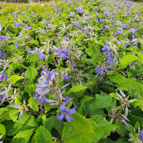 Clematis Cassandra 2L 2