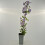 Clematide Angelo Blu 2L 2