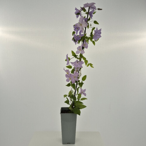 Clematide Angelo Blu 2L 1