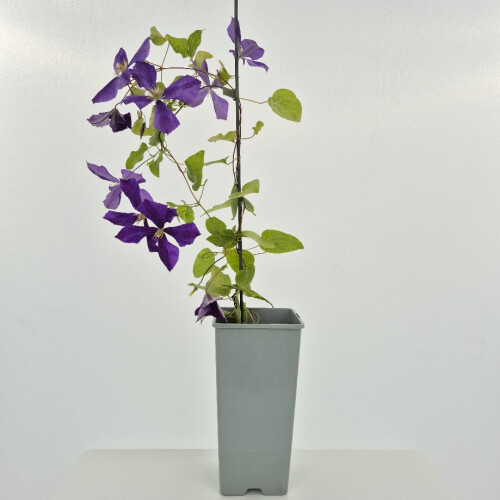 Clematis Jackmani 2L 1