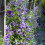 Clematis Jackmani 2L 5