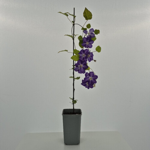 Clematis  Stefan Franczak 1L 1