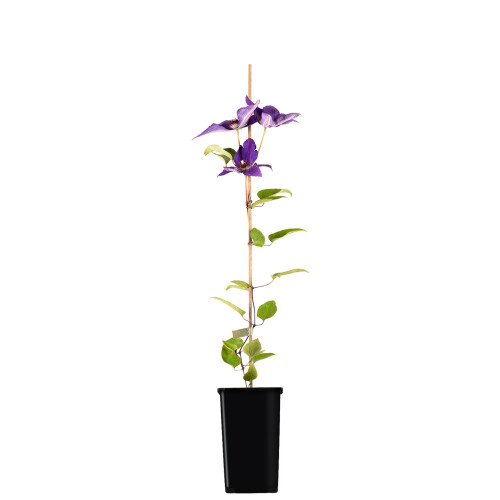 Clematis The President 1L 1