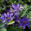 Clematis The President 1L 4
