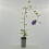 Clematis Kiri Te Kanawa 1L 2